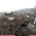 19_10-nest.jpg