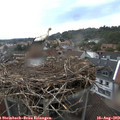 19_15-nest.jpg