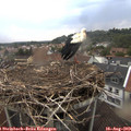19_20-nest.jpg