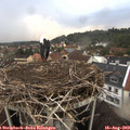 19_30-nest.jpg