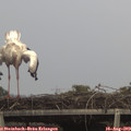 19_35-mast.jpg