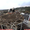 19_35-nest.jpg