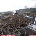 19_45-nest.jpg