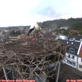 19_50-nest.jpg