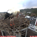 19_55-nest.jpg