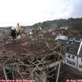 20_00-nest.jpg