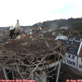20_05-nest.jpg