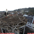 20_15-nest.jpg