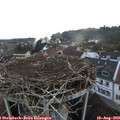 20_20-nest.jpg