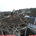 20_25-nest.jpg