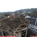 06_25-nest.jpg