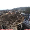 06_50-nest.jpg