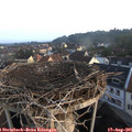 07_15-nest.jpg