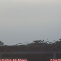 07_30-mast.jpg
