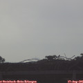 08_00-mast.jpg