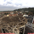 09_35-nest.jpg
