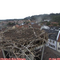 09_50-nest.jpg