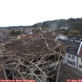 09_55-nest.jpg