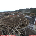 10_00-nest.jpg