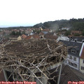 10_05-nest.jpg