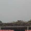 10_10-mast.jpg