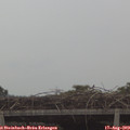 10_15-mast.jpg