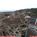 10_15-nest.jpg