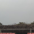 10_20-mast.jpg