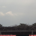 10_30-mast.jpg