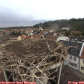 10_30-nest.jpg