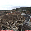10_40-nest.jpg