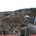 10_45-nest.jpg
