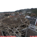11_00-nest.jpg
