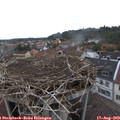 11_05-nest.jpg
