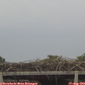 11_20-mast.jpg