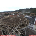 11_20-nest.jpg