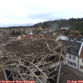 11_25-nest.jpg