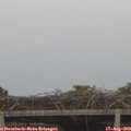 11_30-mast.jpg