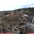 11_30-nest.jpg
