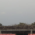 11_35-mast.jpg