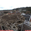 11_50-nest.jpg