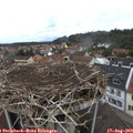 12_00-nest.jpg