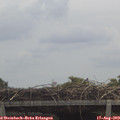 12_10-mast.jpg