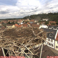 12_10-nest.jpg