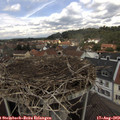 12_30-nest.jpg