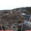 12_50-nest.jpg