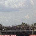 12_55-mast.jpg
