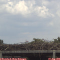 13_15-mast.jpg