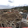 13_20-nest.jpg