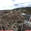 13_30-nest.jpg
